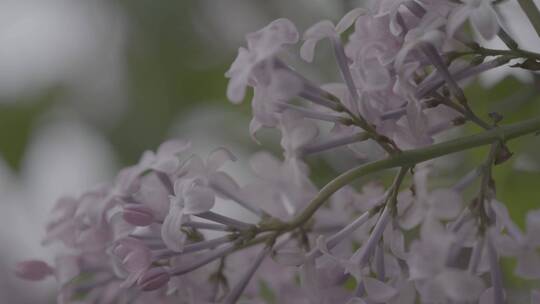 丁香花微距LOG