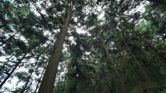 热带雨林原始森林丛林树林松树松柏树