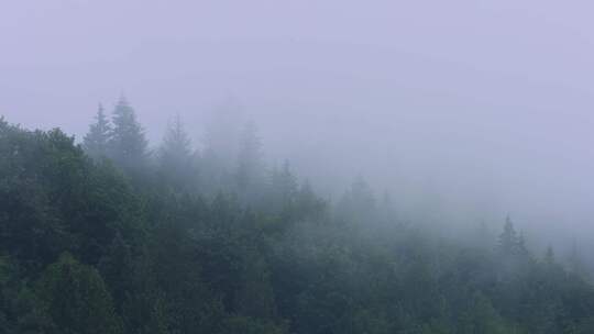 深山迷雾森林