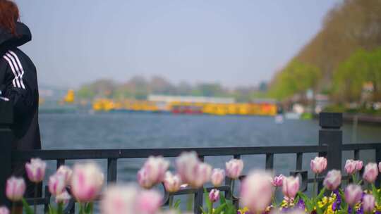 公园景区郁金香游客观赏花朵踏青人流风景视