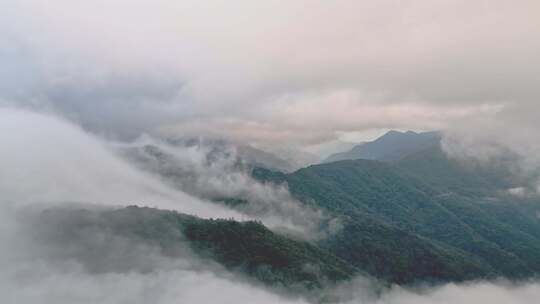 大山云雾森林