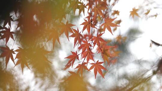 秋日唯美枫叶特写视频素材模板下载