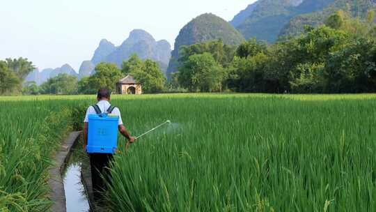 农民在绿色的稻田里劳动喷洒农药