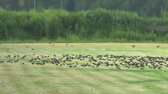 公园草坪上的鸟群鸽子群