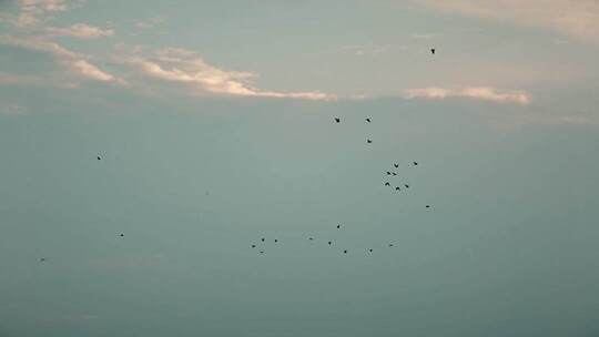 候鸟南飞 飞鸟归巢 思念 季节交替 时光飞逝