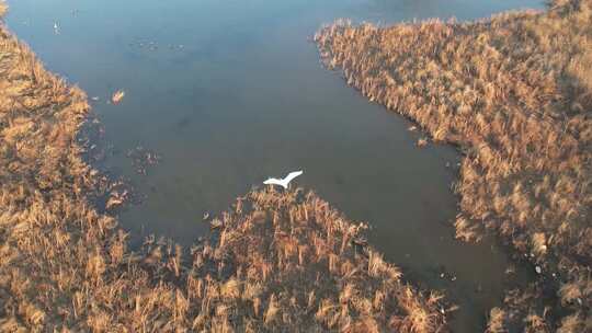 白鹭 鸟 湿地