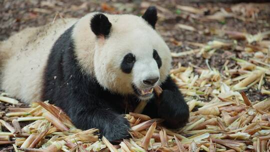 吃竹子的大熊猫特写
