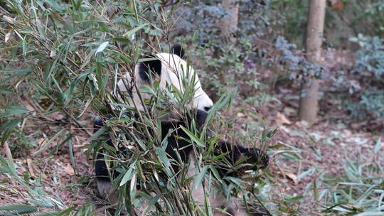 熊猫吃竹子视频素材模板下载