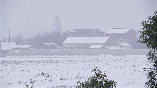 农村冬天鹅毛大雪白雪覆盖田野