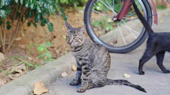 街头的流浪虎斑猫