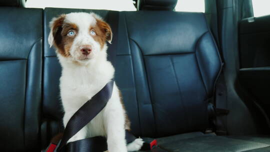 小狗狗乖巧的系着安全带坐在汽车后座上