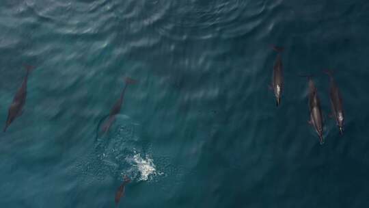 海豚水底遨游鲸鱼虎鲸保护环境