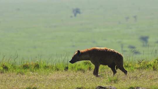 Maasai Mara，非洲，平原，肯尼