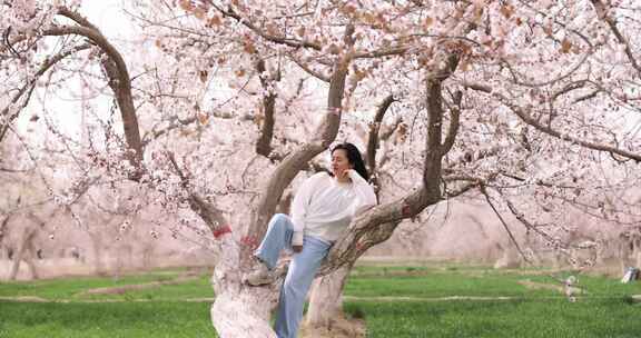 美女坐在杏花树上休息新疆杏花村旅行