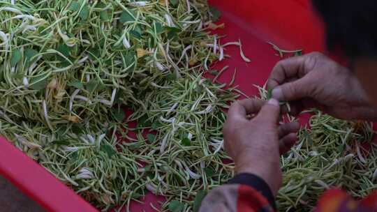 金银花 金银花种植 金银花收获