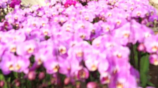 蝴蝶兰 兰花 花朵 观赏花 卉漂亮的花朵