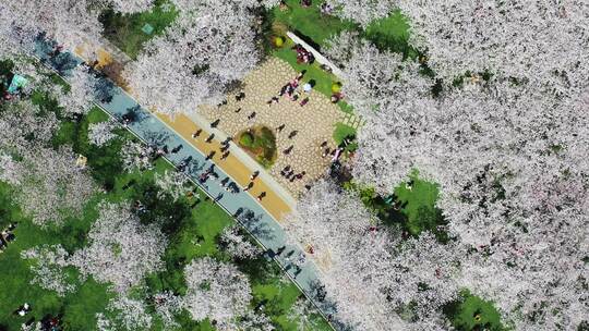 无锡金匮公园樱花航拍环绕上升视角