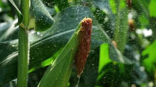 玉米叶 雨后空境