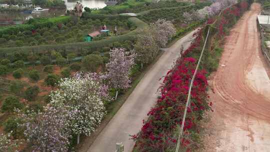 春天道路花开