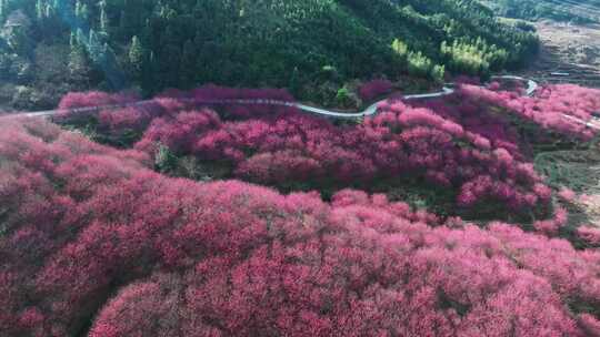 宁德洋中 山樱花花海 冬樱花 樱花林航拍