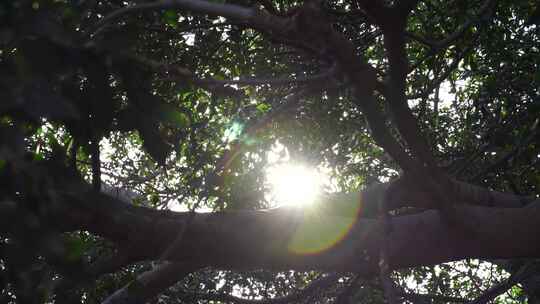 阳光透过树叶洒下的树林景象