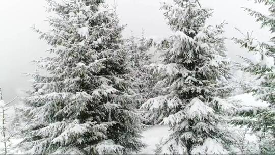 白色的冬天森林里满是雪和杯子