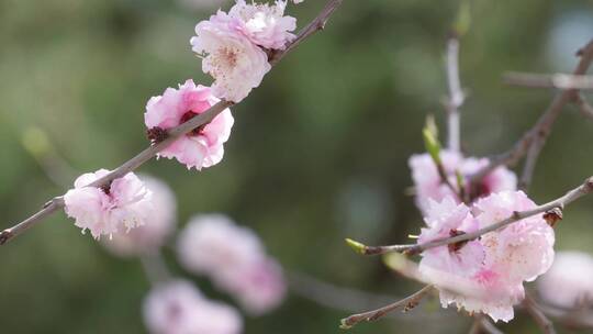 【镜头合集】春季花朵鲜花粉色桃花