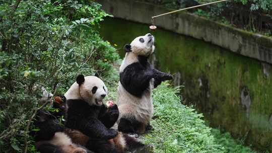成都可爱国宝大熊猫站起来拿食物