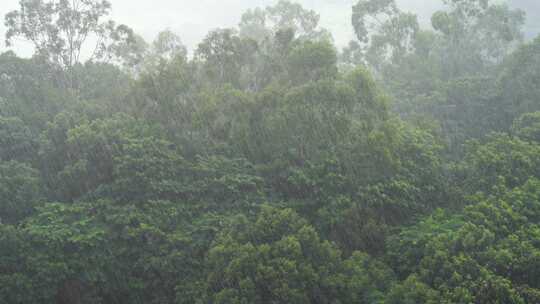 树林下雨森林暴雨俯拍树林下雨天森林暴风雨