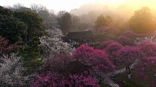 杭州植物园梅花