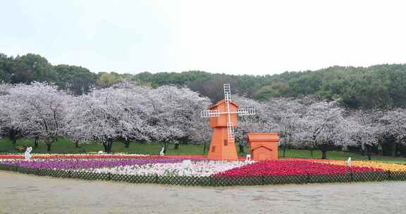 春天樱花郁金香花海风车春回大地空镜素材