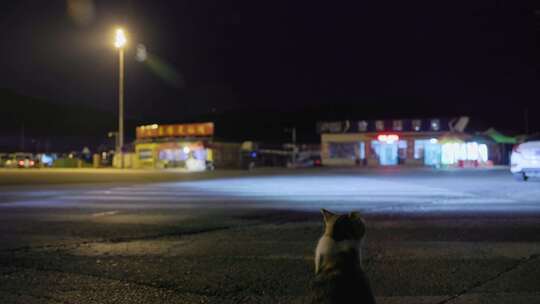 夜晚马路车流流浪猫