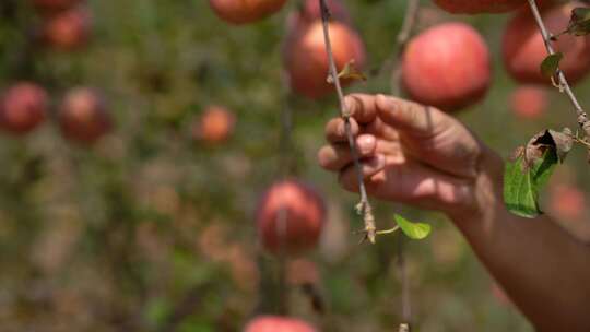 苹果收获 苹果采摘