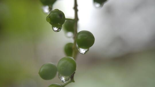 果实雨后近距离实拍视频素材