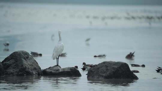 深圳红树林湿地与城市建筑景观