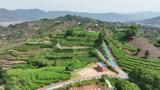 航拍福建宁德福鼎茶山白茶祖地