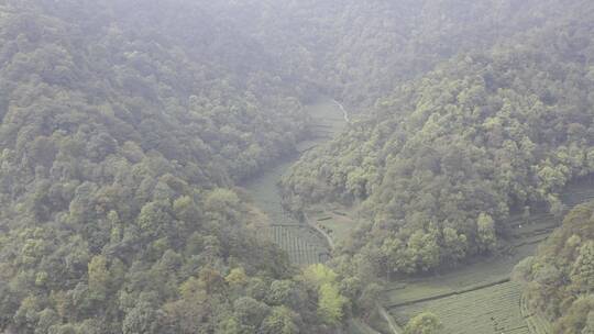 杭州西湖梅家坞茶园茶山