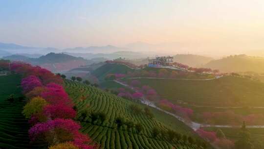 福建龙岩永福樱花茶园