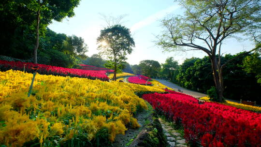 穗冠花的花海花田梯田