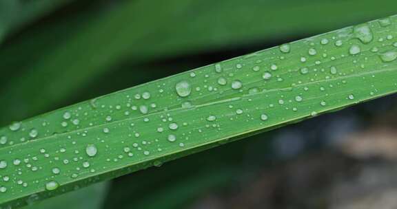 雨天植物叶子上的露珠