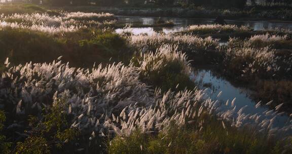 4k延时芦苇视频夕阳下的湿地芦苇荡
