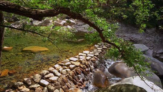 山体公园森林溪流流水流流自然景观特写 4k