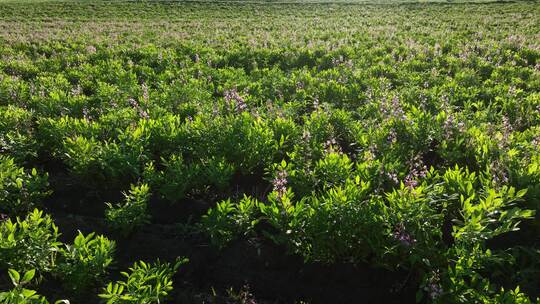 航拍中草药种植基地田野