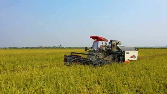 低空航拍联合收割机收割水稻视频素材模板下载