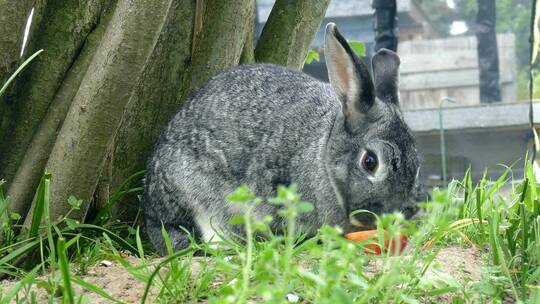 正在觅食吃草的小兔子特写