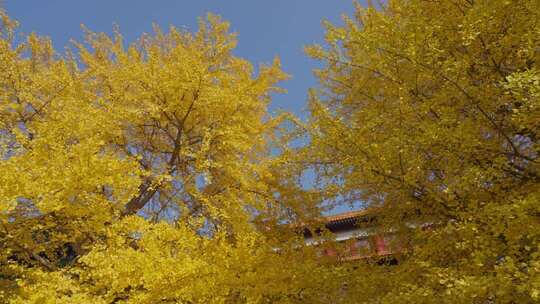 北京故宫银杏