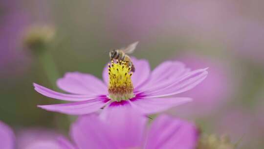 五颜六色花朵蜜蜂采蜜花粉花期升格原创唯美
