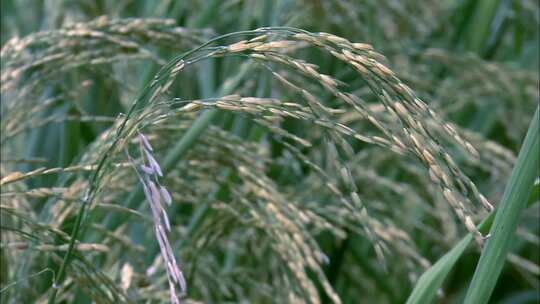 农业 农田 稻田 水稻 小麦 丰收视频素材模板下载