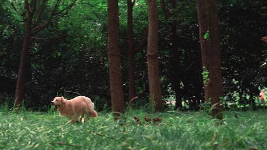 狗狗在树林中奔跑 慢镜头