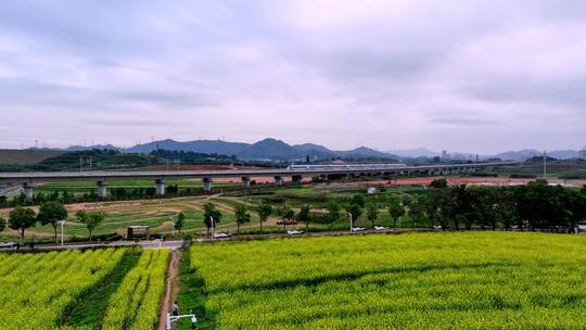 高铁路过油菜花